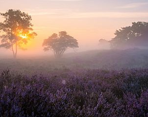Unterkunft 3230118 - Ferienhaus Veluwe - Vakantiehuisje in Nunspeet