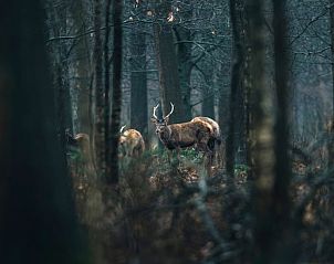 Unterkunft 3230118 - Ferienhaus Veluwe - Vakantiehuisje in Nunspeet