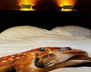 Unterkunft 3230134 - Ferienhaus Veluwe - Vakantiehuisje in Nunspeet