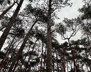 Unterkunft 323064 - Ferienhaus Veluwe - Vakantiehuis in Nunspeet