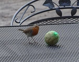 Rotkehlchen auf der Terrasse des Ferienhauses in Nunspeet, Veluwe, umgeben von der Natur Gelderlands.