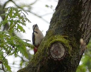 Specht auf einem Baum in der Veluwe, in der Nhe eines Ferienhauses in Nunspeet, ideal fr Naturliebhaber in Gelderland.