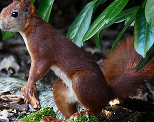 Verspieltes Eichhrnchen in der Natur der Veluwe, in der Nhe von Ferienhaus in Nunspeet, ein lebendiges Bild in Gelderland.