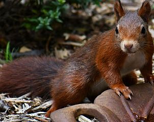 Neugieriges Eichhrnchen in der Veluwe, in der Nhe des Ferienhauses in Nunspeet, ein beliebtes Tier in Gelderland.