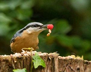 Unterkunft 323091 - Ferienhaus Veluwe - Jutta