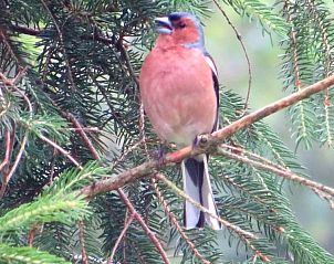 Unterkunft 323091 - Ferienhaus Veluwe - Jutta