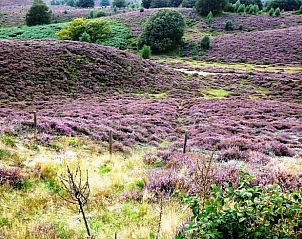 Prachtige paarse heidevelden in de omgeving van Lunteren, Veluwe, Gelderland.