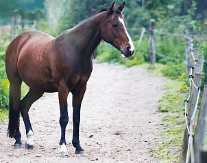 Unterkunft 323122 - Ferienhaus Veluwe - Vakantiehuisje in Lunteren