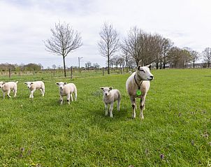 Guest house 323162 - Holiday property Veluwe - Vakantiehuisje in Lunteren