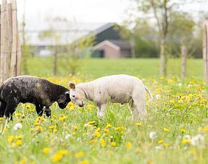 Guest house 323162 - Holiday property Veluwe - Vakantiehuisje in Lunteren