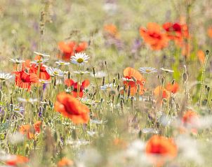 Guest house 323162 - Holiday property Veluwe - Vakantiehuisje in Lunteren