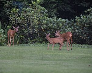 Deer in nature around Holiday home in Lunteren, Veluwe, Gelderland.
