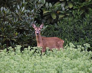 Deer in the garden of Holiday Home in Lunteren, Veluwe, Gelderland with green background.