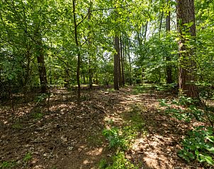 Wooded area surrounding Holiday home in Lunteren, Veluwe, Gelderland with hiking trail.