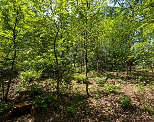 Natural surroundings of Holiday home in Lunteren, Veluwe, Gelderland with trees.