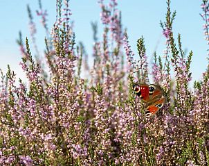 Unterkunft 323409 - Ferienhaus Veluwe - Vakantiehuisje in Rheden