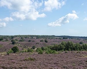 Unterkunft 323414 - Ferienhaus Veluwe - Huisje in Rheden