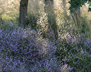 Unterkunft 323417 - Ferienhaus Veluwe - Huisje in Rheden