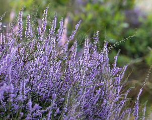 Unterkunft 323418 - Ferienhaus Veluwe - Vakantiehuisje in Rheden