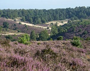 Unterkunft 323418 - Ferienhaus Veluwe - Vakantiehuisje in Rheden