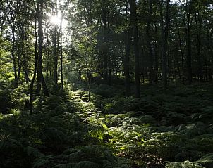 Unterkunft 323418 - Ferienhaus Veluwe - Vakantiehuisje in Rheden