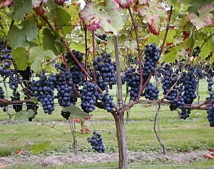 Unterkunft 323702 - Ferienhaus Veluwe - Vakantiehuisje in De Steeg