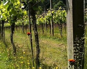 Unterkunft 323702 - Ferienhaus Veluwe - Vakantiehuisje in De Steeg