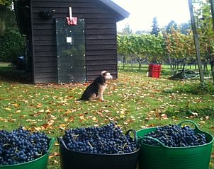 Unterkunft 323702 - Ferienhaus Veluwe - Vakantiehuisje in De Steeg