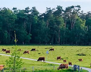 Unterkunft 323703 - Ferienhaus Veluwe - Huisje in De Steeg