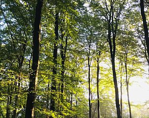 Unterkunft 323703 - Ferienhaus Veluwe - Huisje in De Steeg