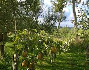 Unterkunft 323704 - Ferienhaus Veluwe - Vakantiehuis in De Steeg