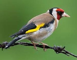 Kleurrijke vogel in de omgeving van Het Puttertje, een bed and breakfast in Hattem, Veluwe, Gelderland.