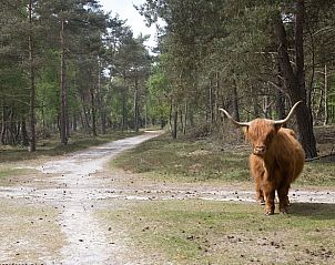 Unterkunft 324104 - Ferienhaus Veluwe - Huisje in Hattemerbroek