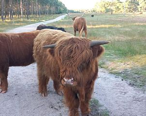 Unterkunft 324114 - Chalet Veluwe - Het Hertenpad