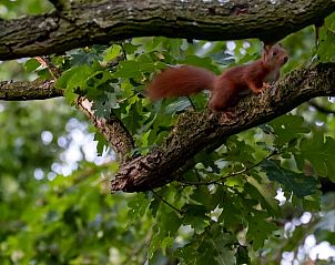 Unterkunft 324116 - Ferienhaus Veluwe - Vakantiehuisje in Hattemerbroek