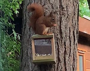 Unterkunft 324122 - Ferienhaus Veluwe - Huisje in Hattemerbroek