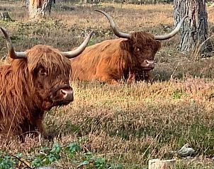 Unterkunft 324123 - Ferienhaus Veluwe - Vakantiehuis in Hattemerbroek