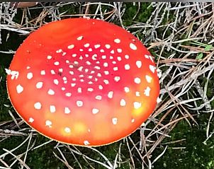 Unterkunft 324126 - Ferienhaus Veluwe - Vakantiehuis in Hattemerbroek