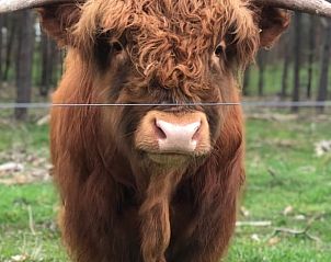 Unterkunft 324126 - Ferienhaus Veluwe - Vakantiehuis in Hattemerbroek
