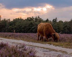 Unterkunft 324129 - Ferienhaus Veluwe - Huisje in Hattemerbroek