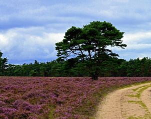 Unterkunft 324129 - Ferienhaus Veluwe - Huisje in Hattemerbroek