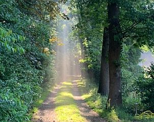 Unterkunft 324205 - Ferienhaus Veluwe - Huisje in Hattem