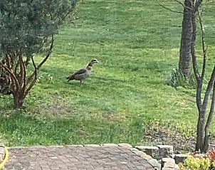 Unterkunft 324206 - Ferienhaus Veluwe - Vakantiehuis in Hattem