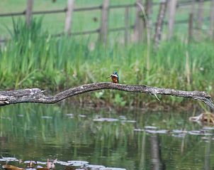 Unterkunft 324206 - Ferienhaus Veluwe - Vakantiehuis in Hattem