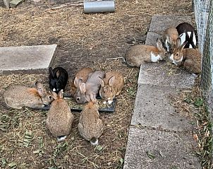 Unterkunft 324206 - Ferienhaus Veluwe - Vakantiehuis in Hattem