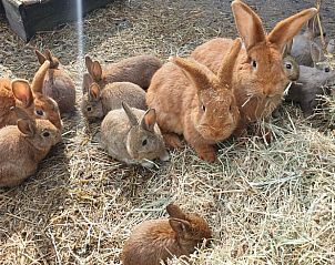 Unterkunft 324206 - Ferienhaus Veluwe - Vakantiehuis in Hattem