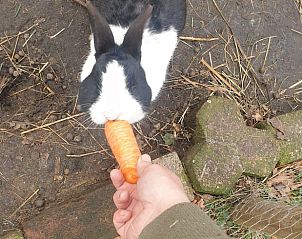 Unterkunft 324206 - Ferienhaus Veluwe - Vakantiehuis in Hattem