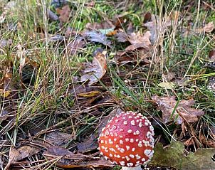 Verblijf 324329 - Chalet Veluwe - Chalet De Moeflon