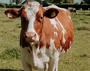 Unterkunft 324409 - Ferienhaus Veluwe - Vakantiehuis in Wapenveld