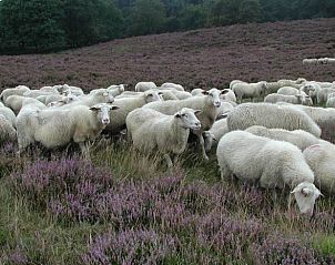 Unterkunft 324903 - Ferienhaus Veluwe - Vakantiehuis in Loenen